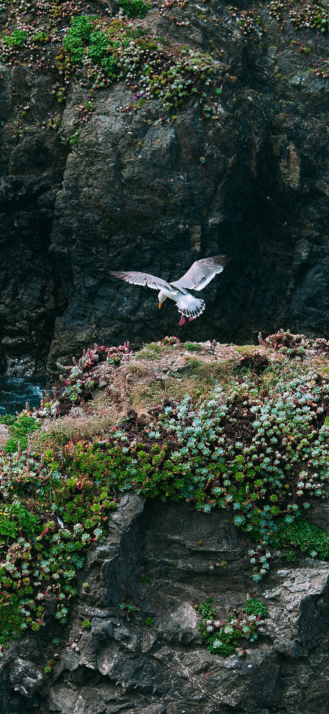 [2436×1125]景色 飞鸟 峭壁 绿植 生长 苹果手机壁纸图片