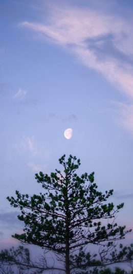 [2436x1125]月亮 天空 树冠 黄昏 苹果手机壁纸图片