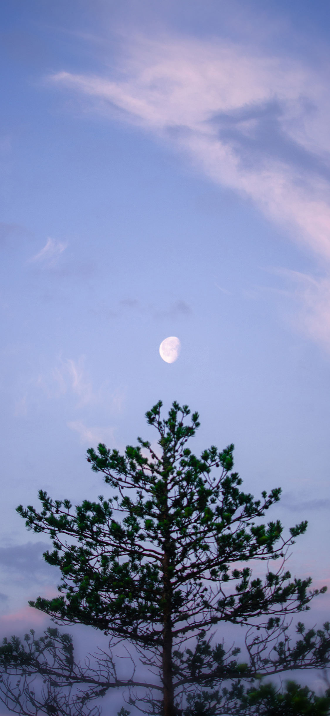 [2436×1125]月亮 天空 树冠 黄昏 苹果手机壁纸图片