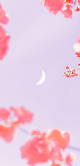 [2436x1125]月亮 粉色 勒杜鹃 鲜花 枝头 月牙 苹果手机壁纸图片