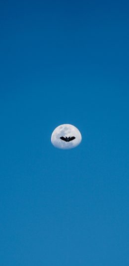 [2436x1125]月亮 蔚蓝 飞鸟 星球 苹果手机壁纸图片