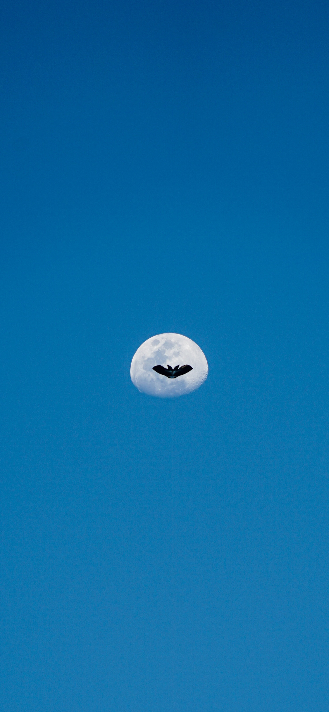 [2436×1125]月亮 蔚蓝 飞鸟 星球 苹果手机壁纸图片