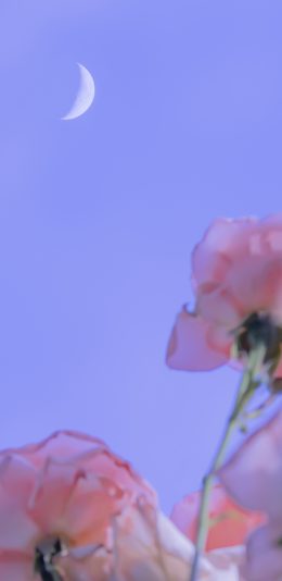 [2436x1125]月亮 鲜花 夜晚 紫色 夜空 苹果手机壁纸图片