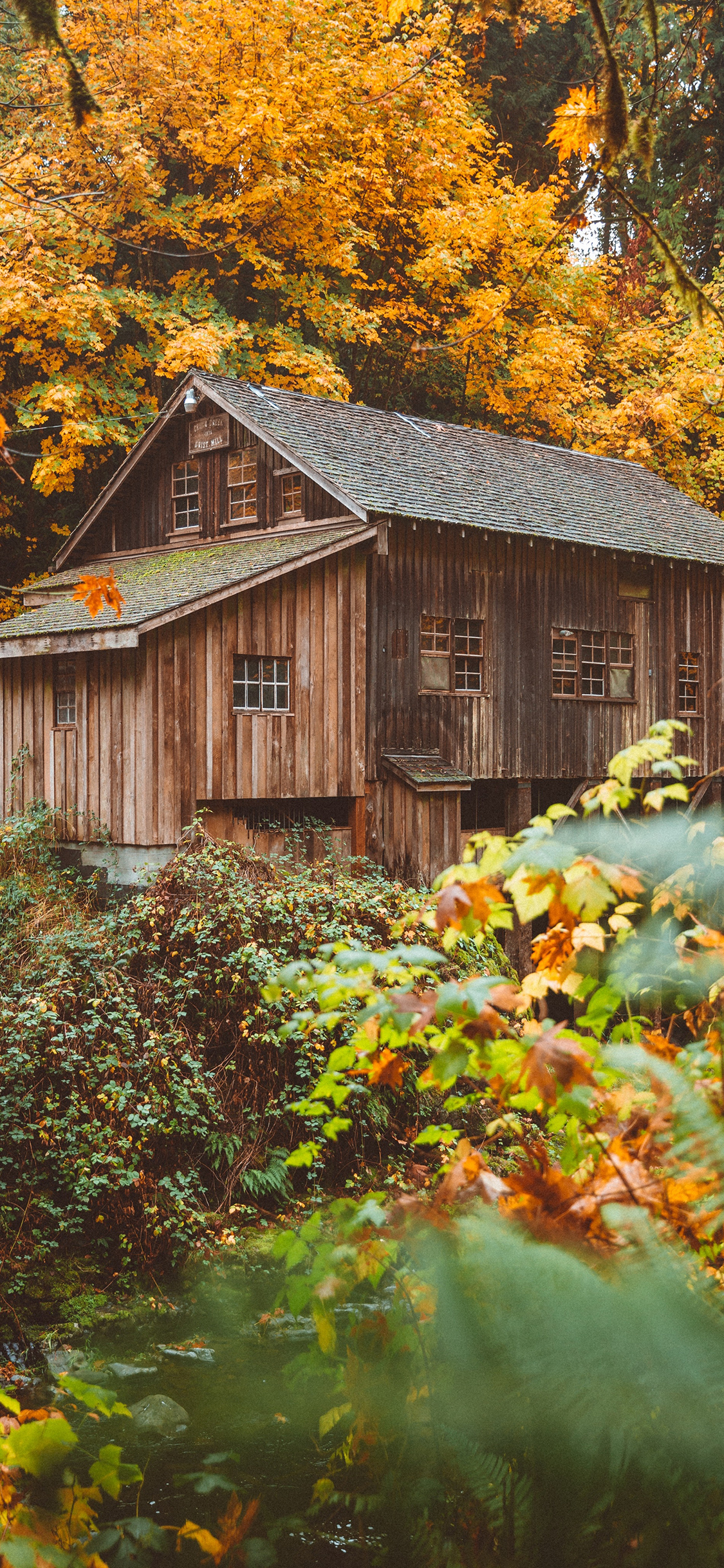 [2436×1125]木屋 森林 秋季 枯黄 苹果手机壁纸图片