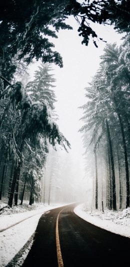 [2436x1125]林中 树木 道路 白雪覆盖 美景 苹果手机壁纸图片