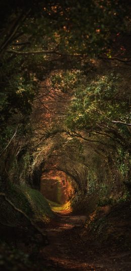 [2436x1125]林荫 枝繁叶茂 树林 小道 苹果手机壁纸图片