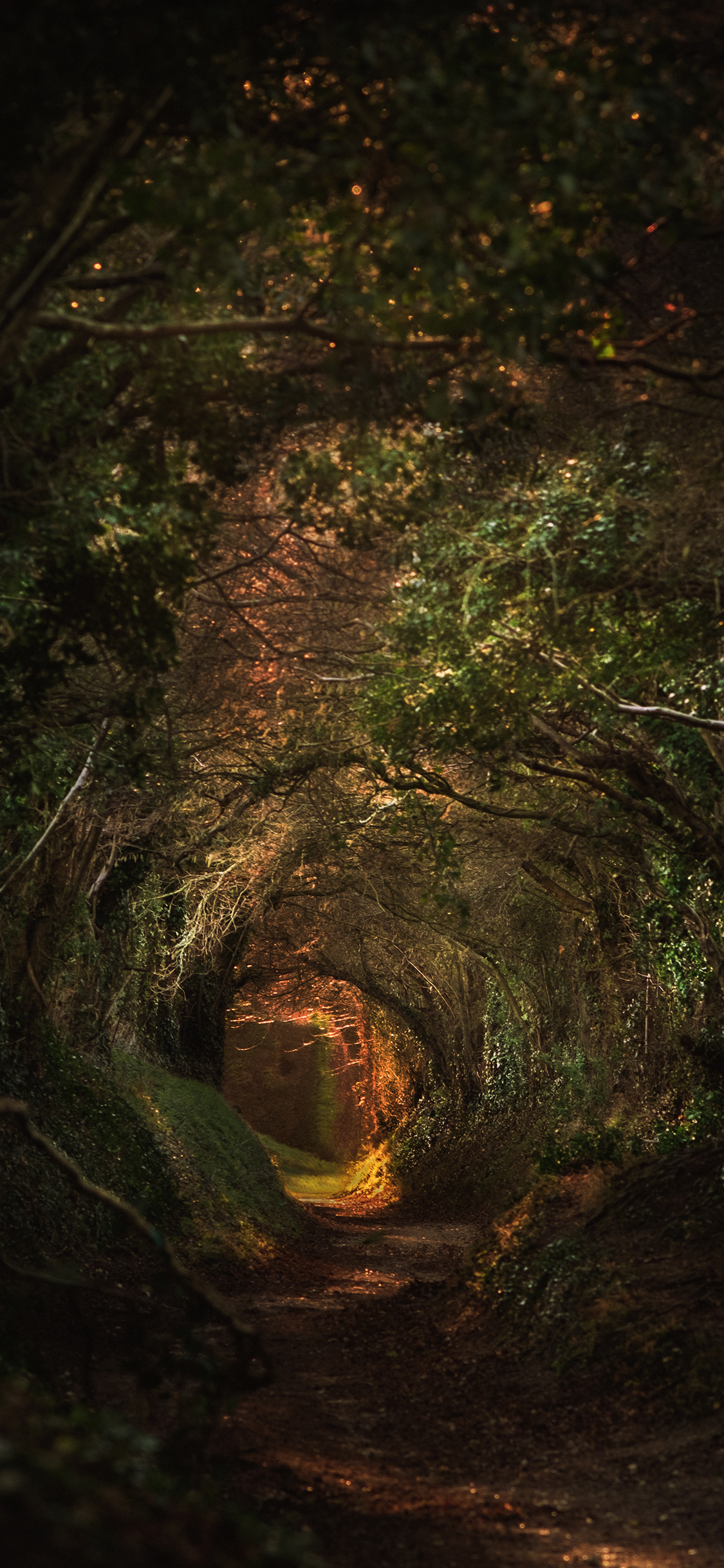 [2436×1125]林荫 枝繁叶茂 树林 小道 苹果手机壁纸图片