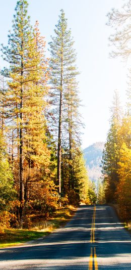 [2436x1125]林间 阳光 树木 道路 美景 苹果手机壁纸图片