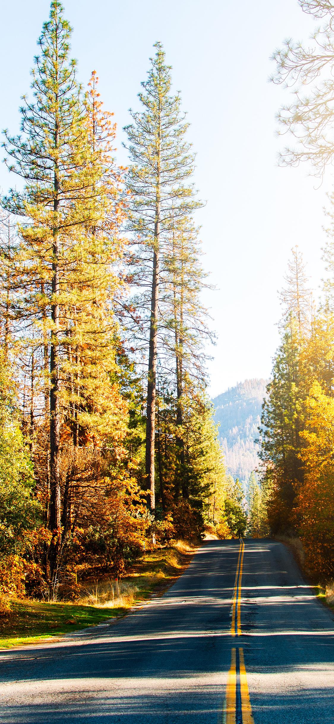 [2436×1125]林间 阳光 树木 道路 美景 苹果手机壁纸图片
