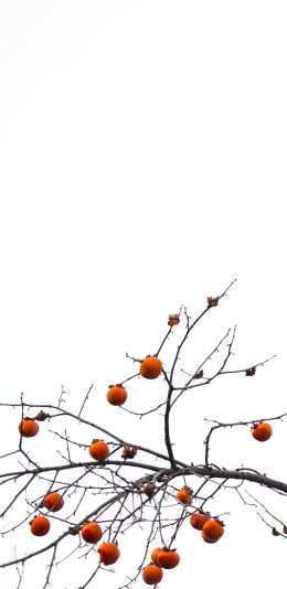 [2436x1125]果树 柿子 树木 飞鸟 苹果手机壁纸图片