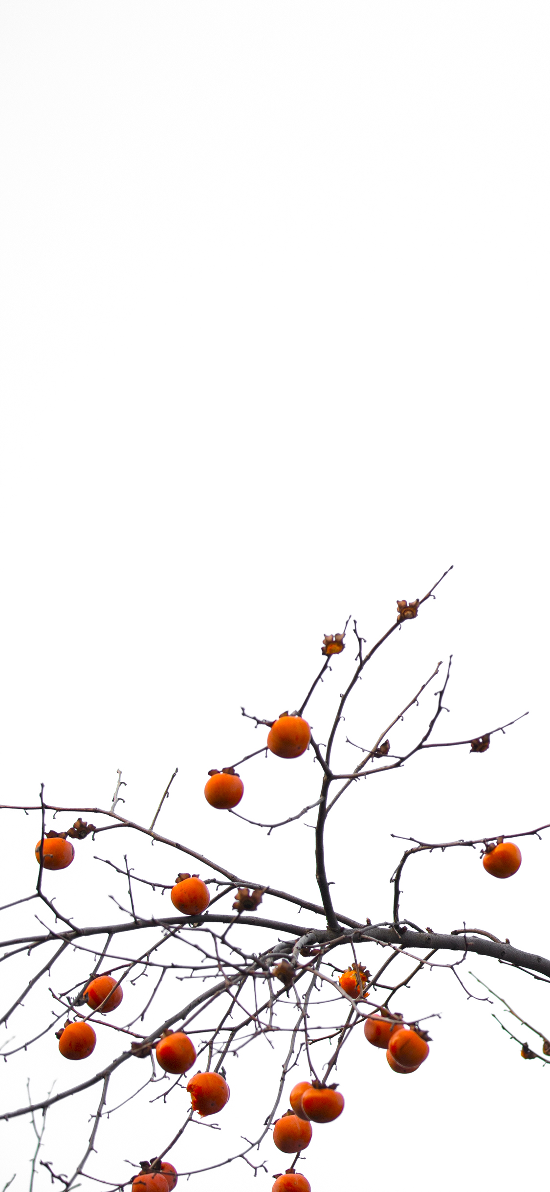 [2436×1125]果树 柿子 树木 飞鸟 苹果手机壁纸图片