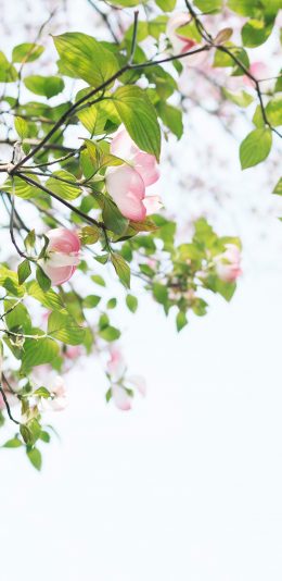 [2436x1125]枝叶 春意黯然 鲜花 苹果手机壁纸图片