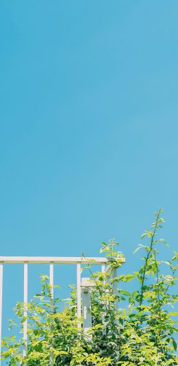 [2436x1125]枝叶 蓝天 天空 绿叶 苹果手机壁纸图片