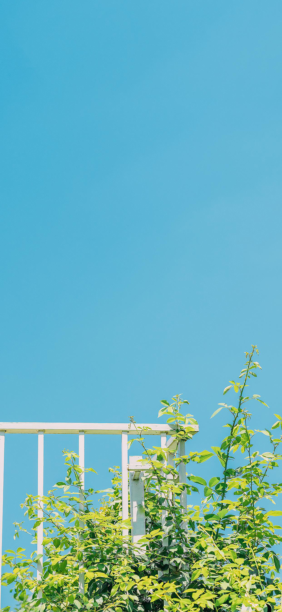 [2436×1125]枝叶 蓝天 天空 绿叶 苹果手机壁纸图片