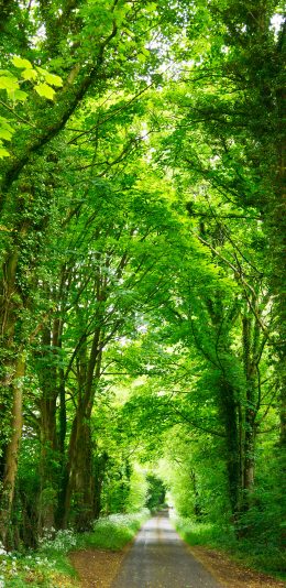 [2436x1125]枝繁叶茂 郁郁葱葱 树林 林荫路 苹果手机壁纸图片