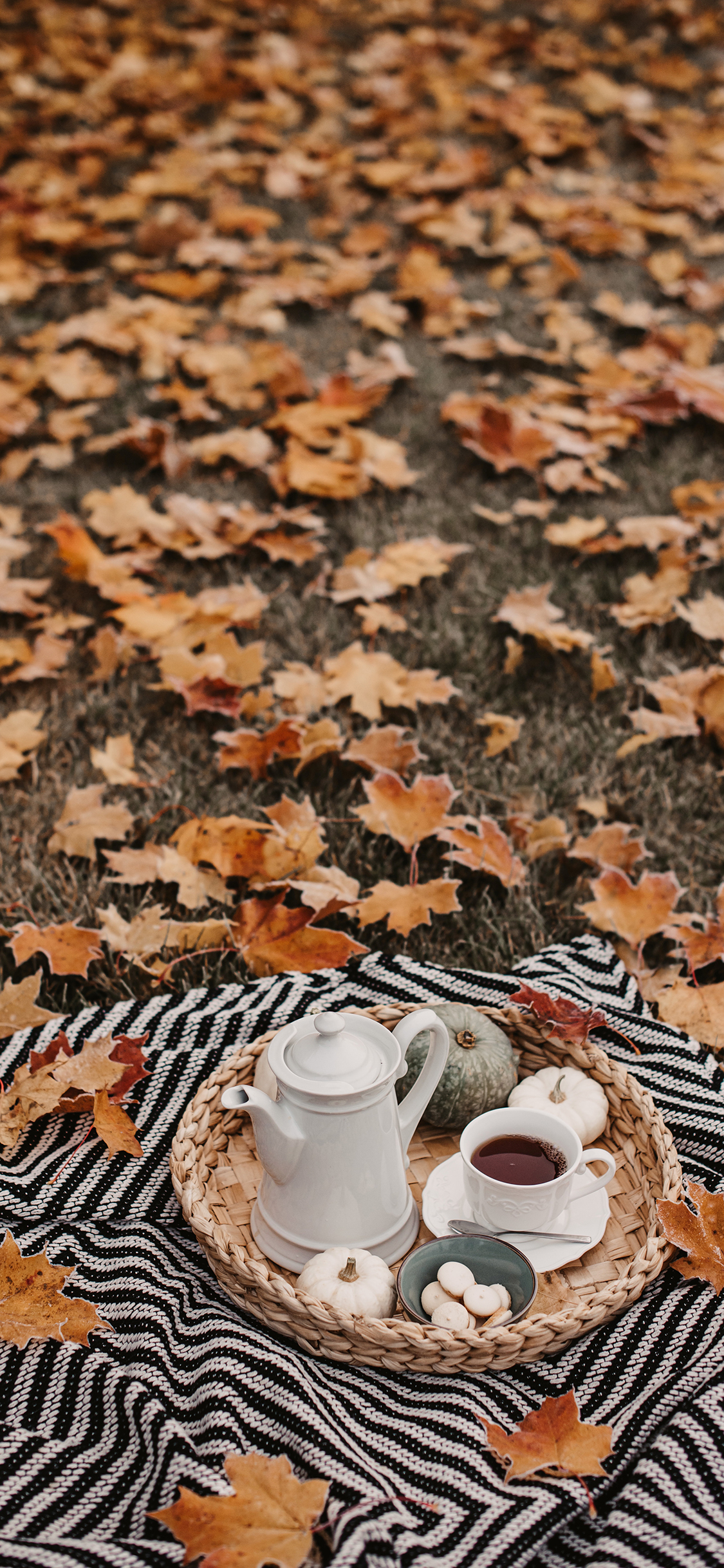 [2436×1125]枫叶 落叶 草地 野餐 茶水 南瓜
