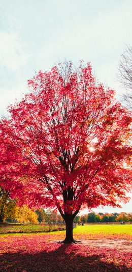 [2436x1125]枫树 枫叶 树干 秋季 落叶 苹果手机壁纸图片