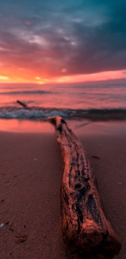 [2436x1125]枯木 黄昏 夕阳 海岸 沙滩 苹果手机壁纸图片