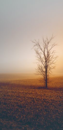 [2436x1125]枯树 树木 荒野 荒凉 苹果手机壁纸图片