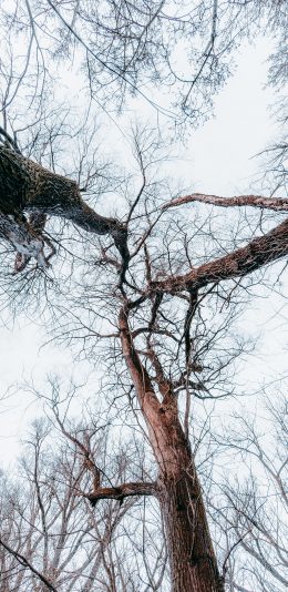 [2436x1125]枯萎 树干 树枝 冬季 苹果手机壁纸图片