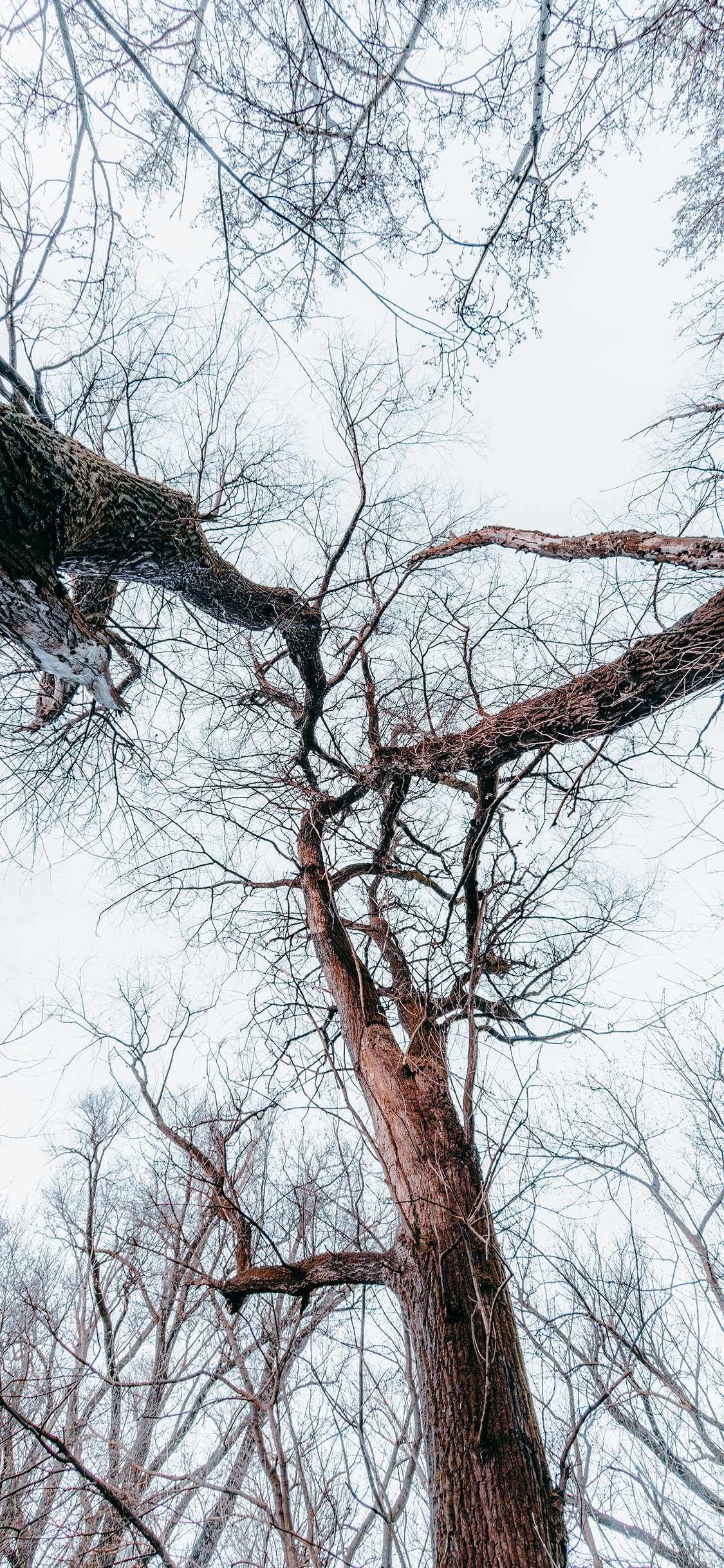 [2436×1125]枯萎 树干 树枝 冬季 苹果手机壁纸图片