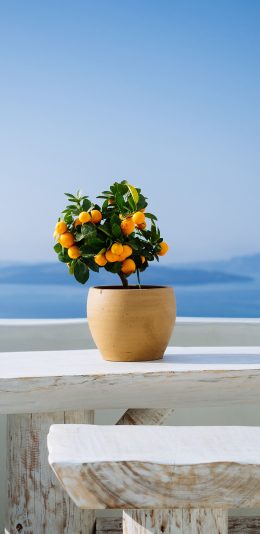 [2436x1125]柑橘 桔子 盆栽 生长 苹果手机壁纸图片