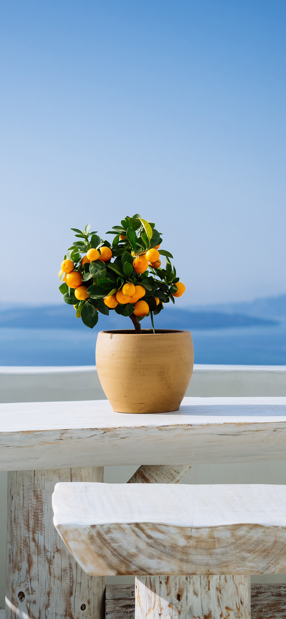 [2436×1125]柑橘 桔子 盆栽 生长 苹果手机壁纸图片