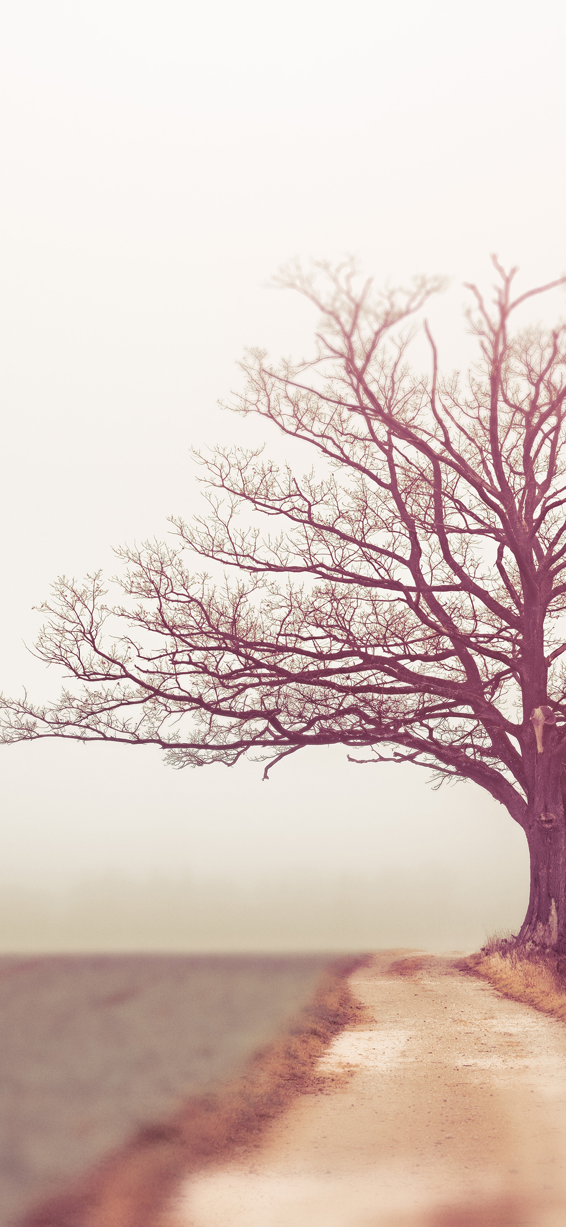 [2436×1125]树 小路 枝干 景色 自然 苹果手机壁纸图片