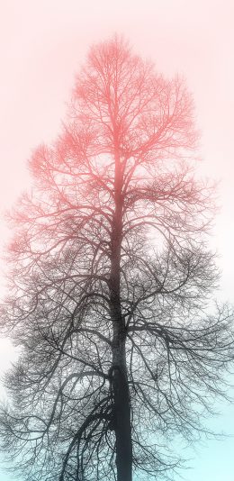 [2436x1125]树冠 松叶林 天空 渐变 唯美 苹果手机壁纸图片