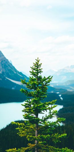 [2436x1125]树冠 松针 高空 树顶 苹果手机壁纸图片