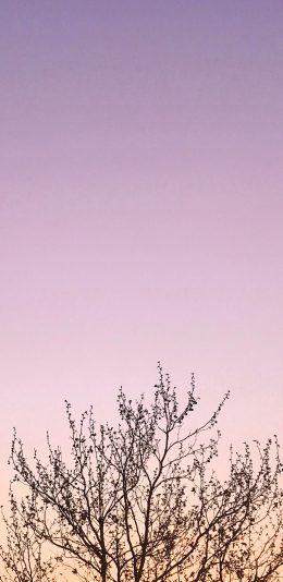 [2436x1125]树冠 枝叶 枯萎 天空 渐变 苹果手机壁纸图片