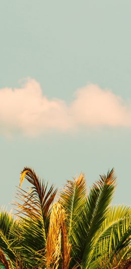 [2436x1125]树冠 枝叶 枯黄 天空 苹果手机壁纸图片