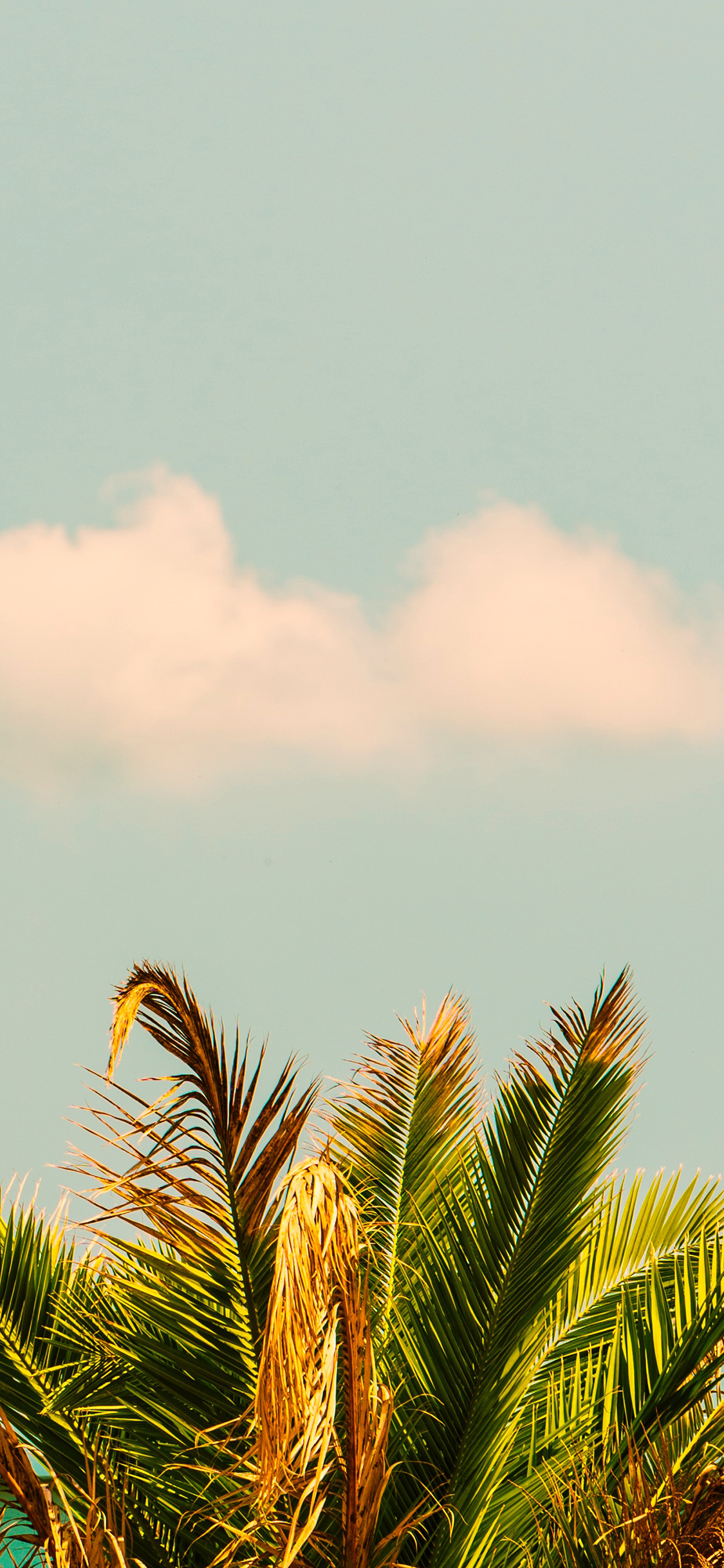 [2436×1125]树冠 枝叶 枯黄 天空 苹果手机壁纸图片