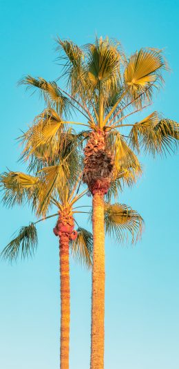 [2436x1125]树冠 树木 蓝天  高耸 苹果手机壁纸图片