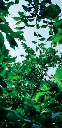 [2436x1125]树叶 枝叶 绿植 茂密