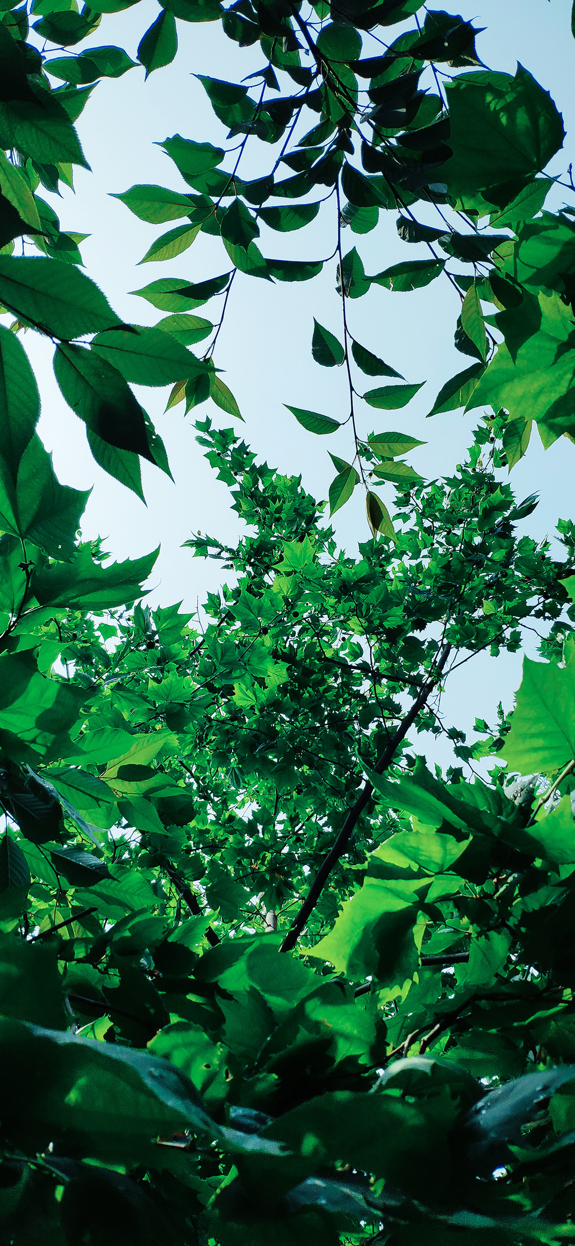 [2436×1125]树叶 枝叶 绿植 茂密