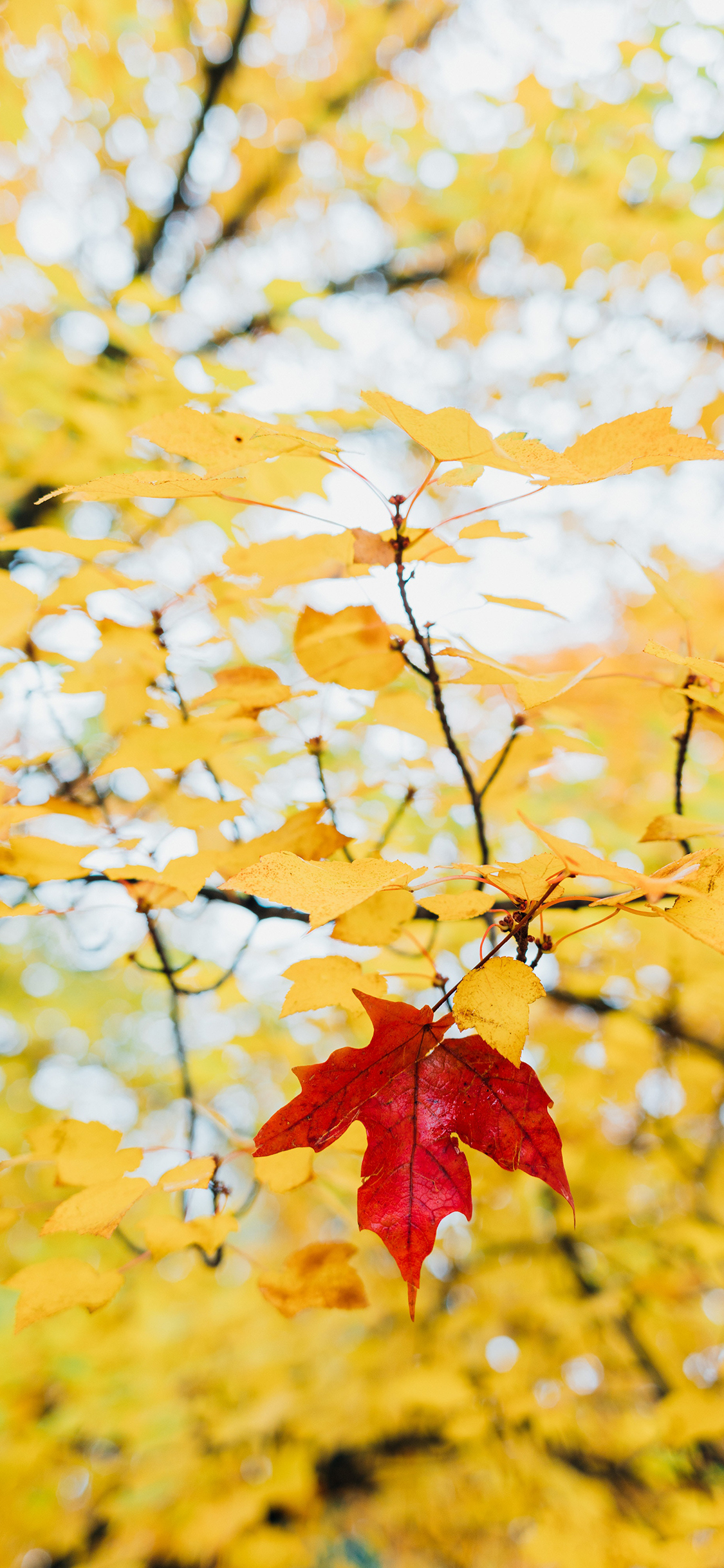 [2436×1125]树叶 枫叶 枯黄  秋季 苹果手机壁纸图片