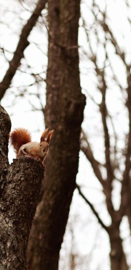 [2436x1125]树干 松鼠 树枝 树林 苹果手机壁纸图片