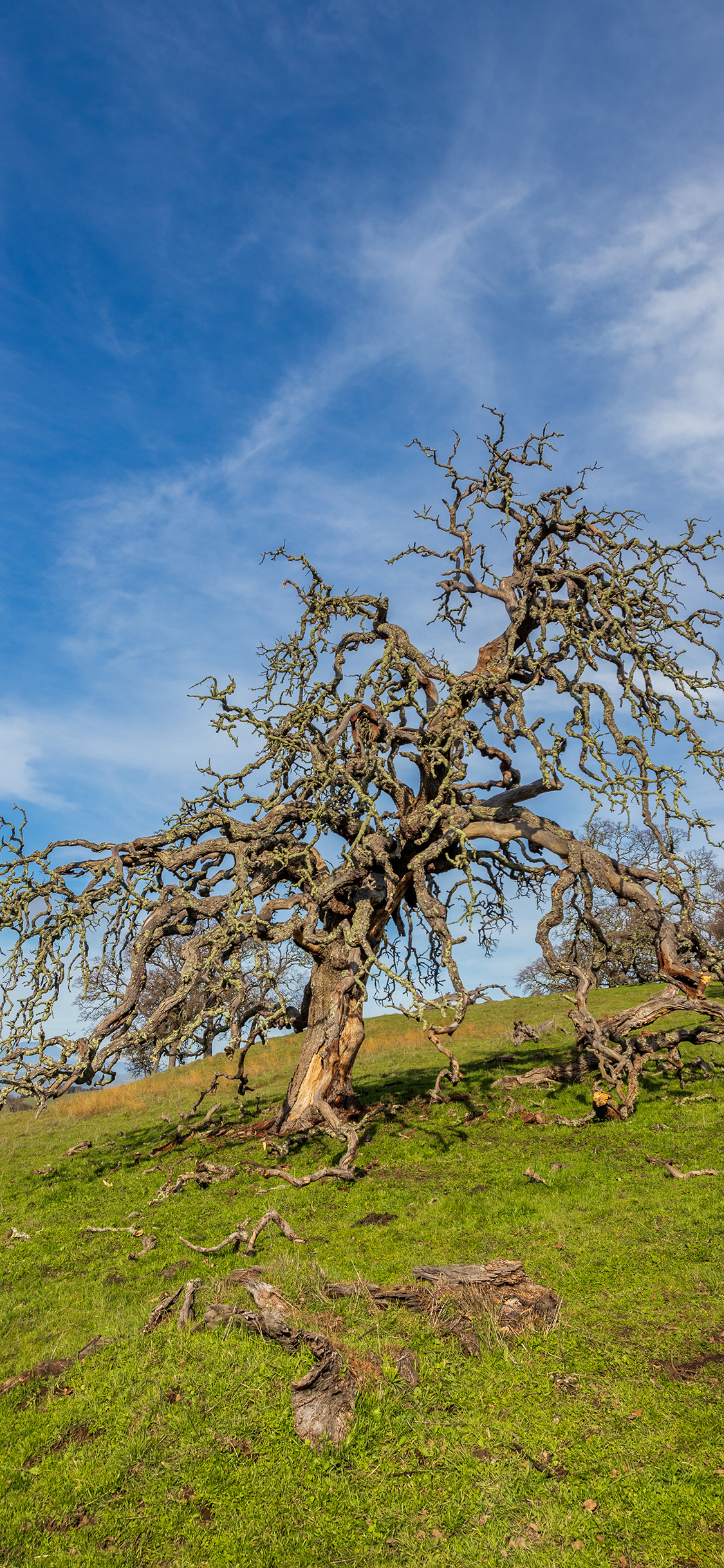 [2436×1125]树干 枯枝 苔藓 草地 苹果手机壁纸图片