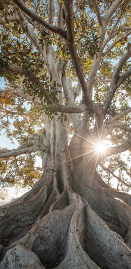 [2436x1125]树木 大暑 树干 阳光 苹果手机壁纸图片