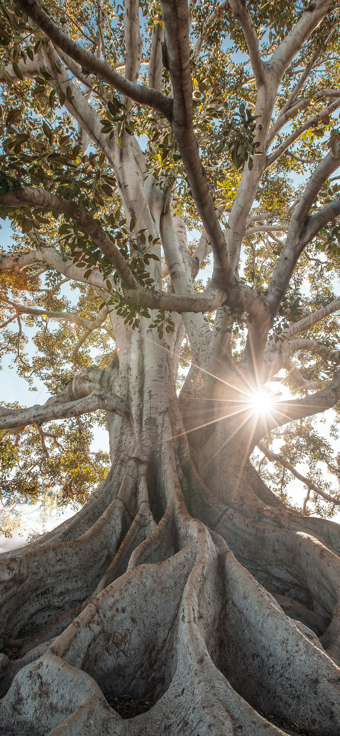 [2436×1125]树木 大暑 树干 阳光 苹果手机壁纸图片