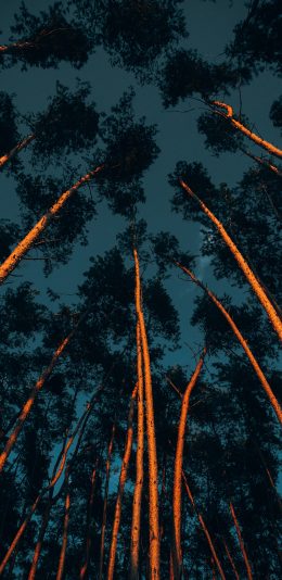 [2436x1125]树木 大树 树干 生长 树林 苹果手机壁纸图片