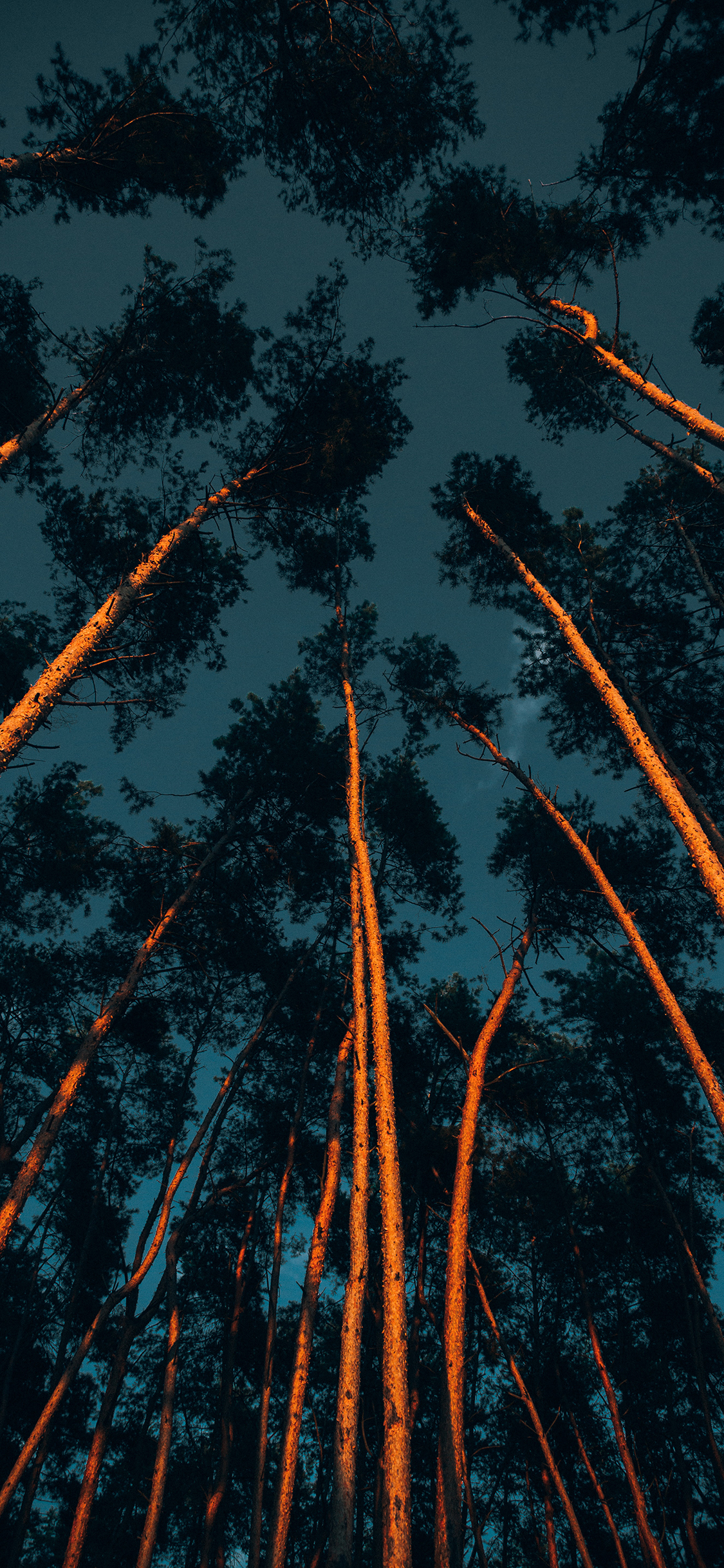 [2436×1125]树木 大树 树干 生长 树林 苹果手机壁纸图片