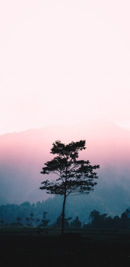 [2436x1125]树木 天空 渐变 一枝独秀 苹果手机壁纸图片