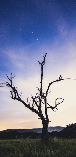 [2436x1125]树木 天空 草地 树干 苹果手机壁纸图片