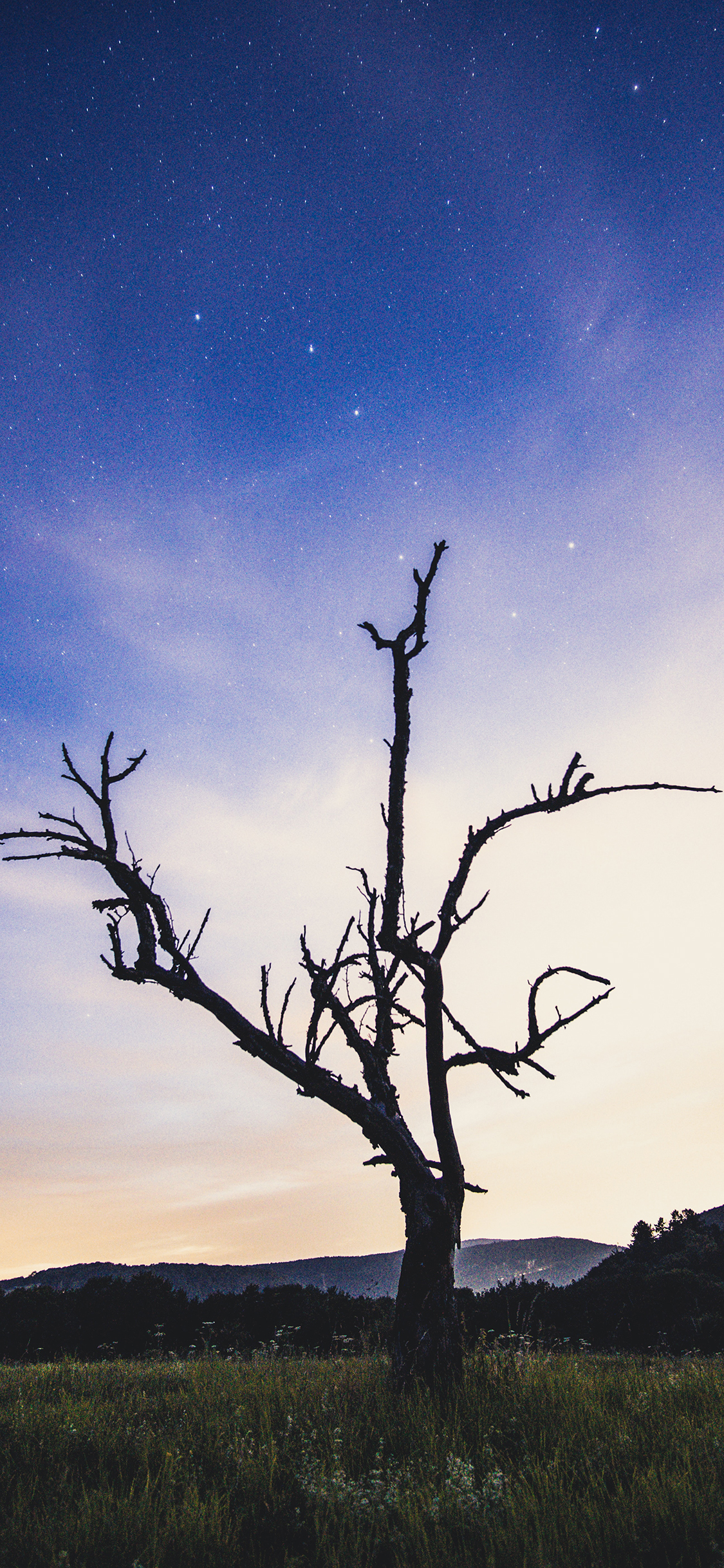 [2436×1125]树木 天空 草地 树干 苹果手机壁纸图片