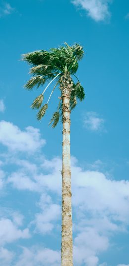 [2436x1125]树木 天空 蔚蓝 椰树 苹果手机壁纸图片