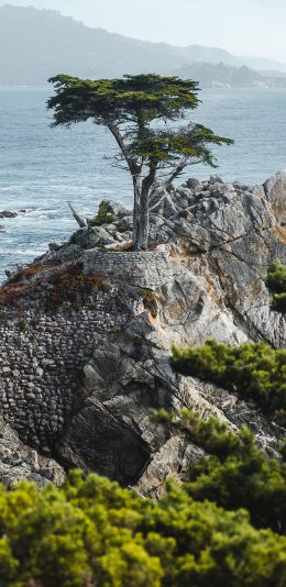 [2436x1125]树木 岩石 峭壁  大海 海岸 苹果手机壁纸图片