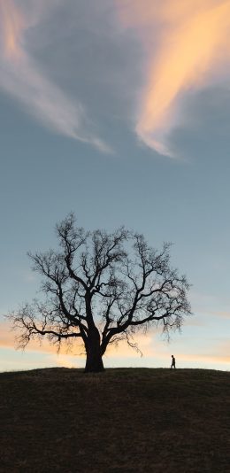 [2436x1125]树木 干枯 枯枝 荒漠 苹果手机壁纸图片