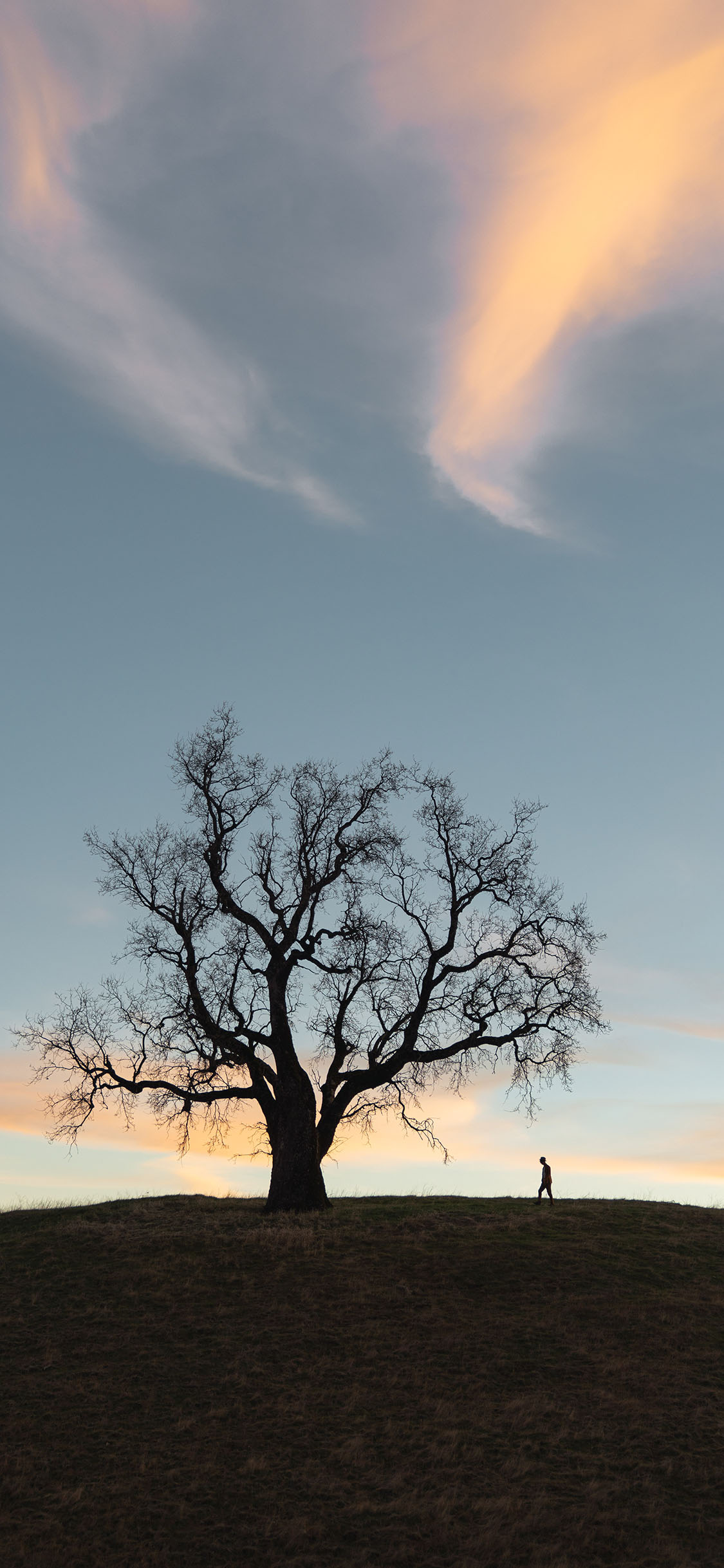 [2436×1125]树木 干枯 枯枝 荒漠 苹果手机壁纸图片